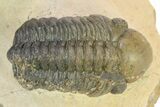Two Detailed Reedops Trilobite - Atchana, Morocco #283913-3